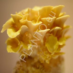 Boczniak cytrynowy podłoże zaszczepione 3 kg
