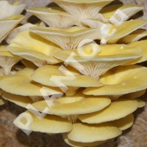 Grzybnia ziarnista boczniaka cytrynowego 1L
