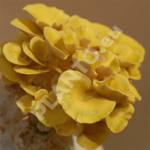 Boczniak cytrynowy kołki z grzybnią 20 szt.