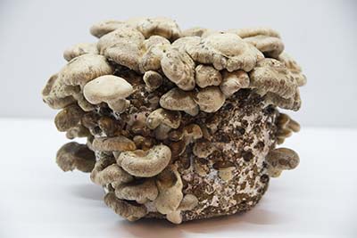 Shiitake (Lentinula edodes) – wkład grzybni do Grow Boxa - obrazek 4