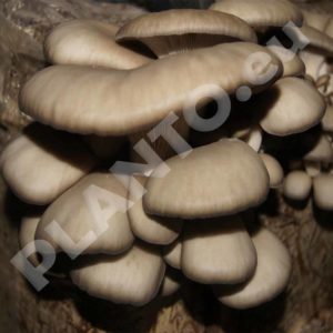 Boczniak ostrygowaty Pleurotus ostreatus kołki 100 szt.