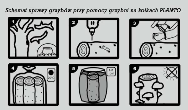 instrukcja uprawy grzybni na kołkach