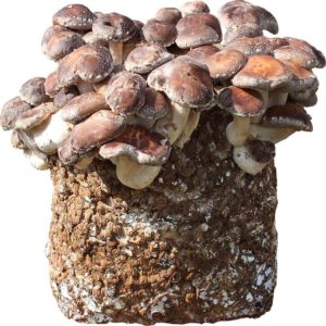 Shiitake — twardziak jadalny, grzybnia na kostce do domu