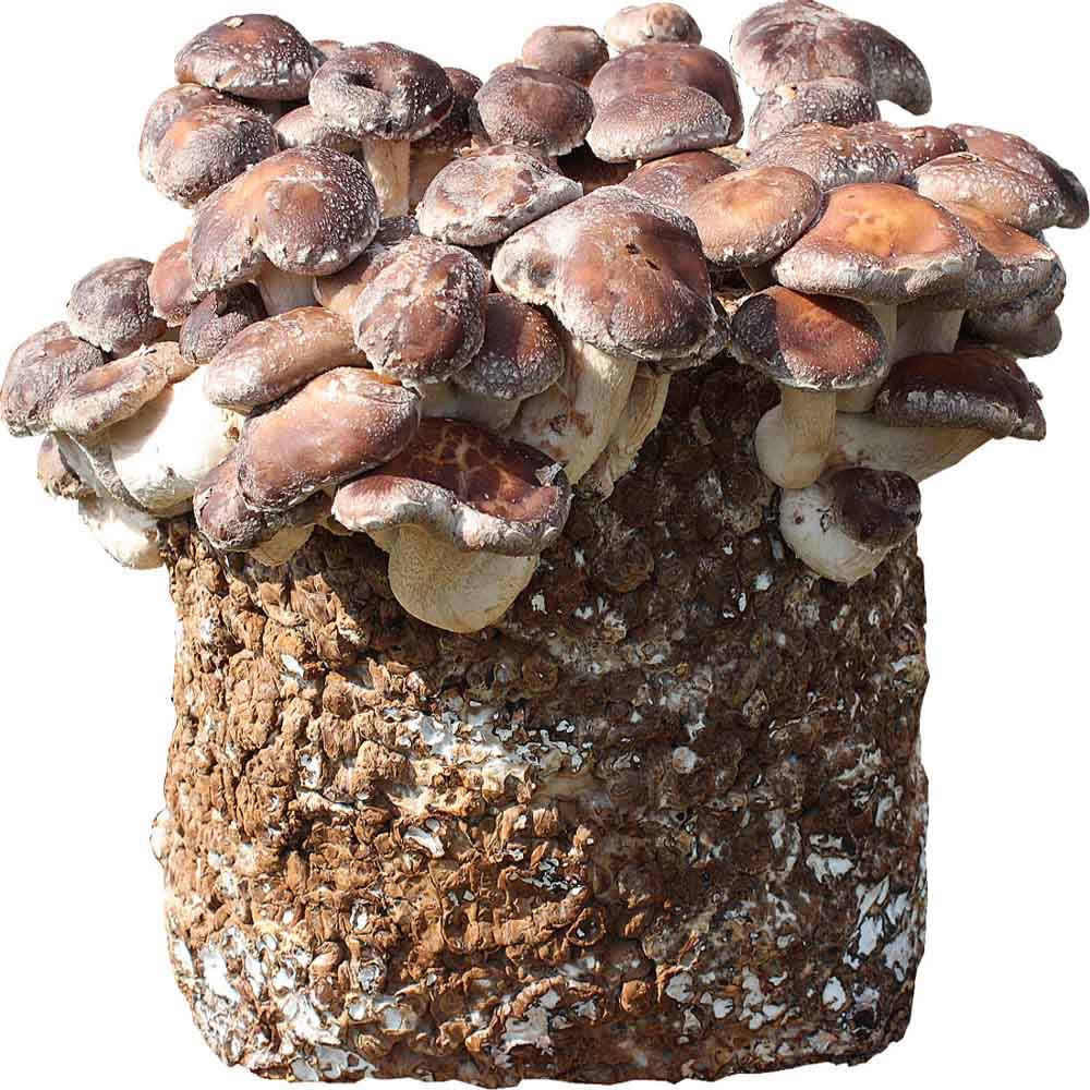 Shiitake (Lentinula edodes) – wkład grzybni do Grow Boxa - obrazek 8