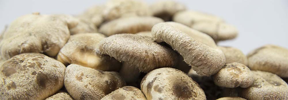 Herbata Shiitake + Ashwagandha, 20 saszetek - obrazek 4