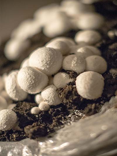 Zestaw do uprawy pieczarki białej, podłoże 10 kg - obrazek 4