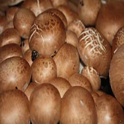Pieczarka brązowa — zestaw uprawowy, podłoże 10 kg