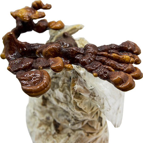 Grzybnia Reishi (Ganoderma lucidum) do Grow Boxa - obrazek 5