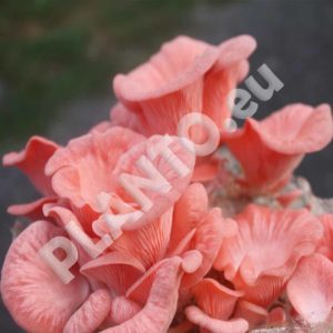 Boczniak różowy Pleurotus djamor grzybnia 20 kołków