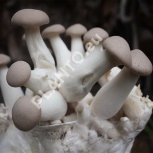 Boczniak mikołajkowy Pleurotus eryngii podłoże 3 kg