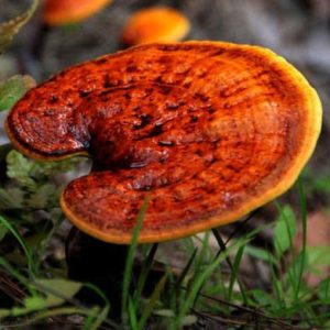 Reishi Lakownica lśniąca (Ganoderma lucidum) kołki 20 szt.