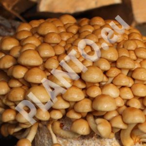Łuskwiak Nameko Pholiata nameko grzybnia kołki 20 szt