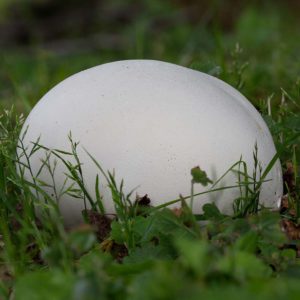 Grzybnia czasznicy olbrzymiej na ziarnie 1L