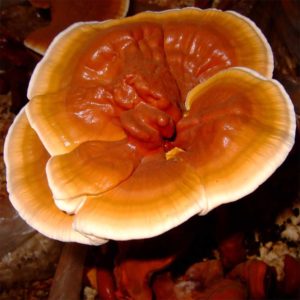 Lakownica lśniąca Reishi – grzybnia na kołkach 100 szt.