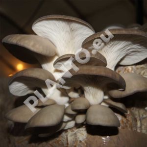Grzybnia boczniaka ostrygowatego Pleurotus ostreatus 1L