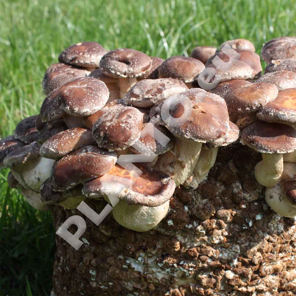 Shiitake (Lentinula edodes) – wkład grzybni do Grow Boxa - obrazek 9