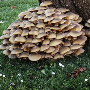 Opieńka miodowa Armillaria mellea kołki 20 szt.