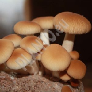 Polówka wiązkowa PIOPINO (Agrocybe aegerita) – kołki, 20 szt.