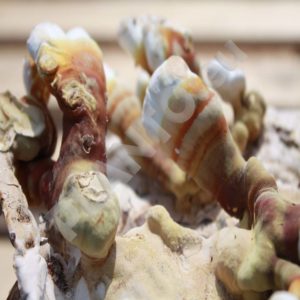 Grzybnia Reishi (Ganoderma lucidum) na ziarnie 1L
