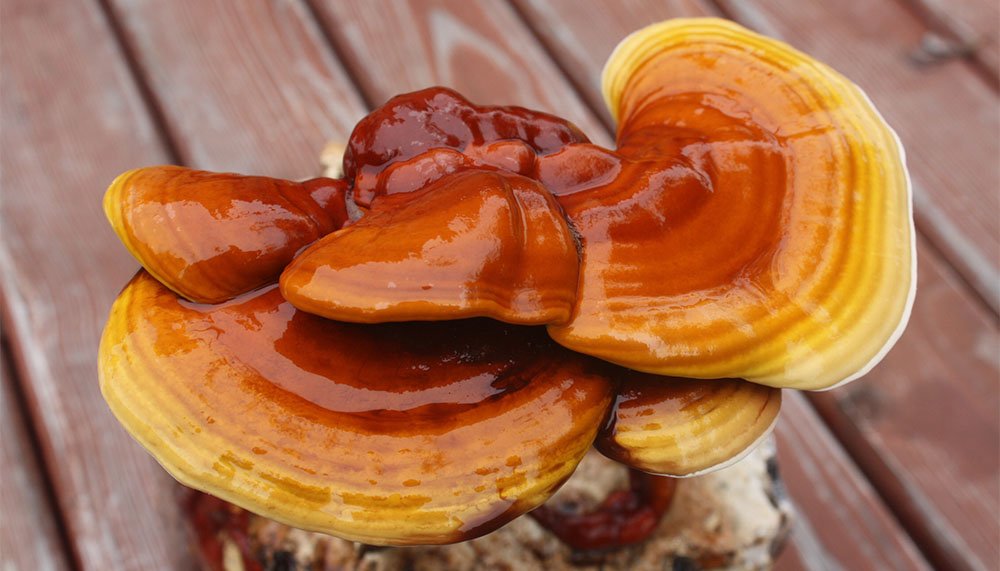reishi podłoże