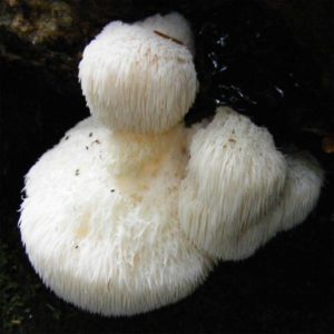 Soplówka jeżowata Hericium erinaceus, grzybnia 20 kołków