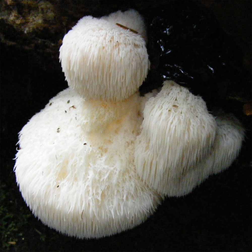 Kreatyna 300 g z soplówką i shiitake - obrazek 2