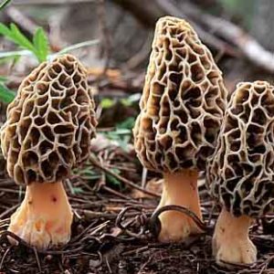 Grzybnia smardzy Morchella esculenta, ziarno 1 L