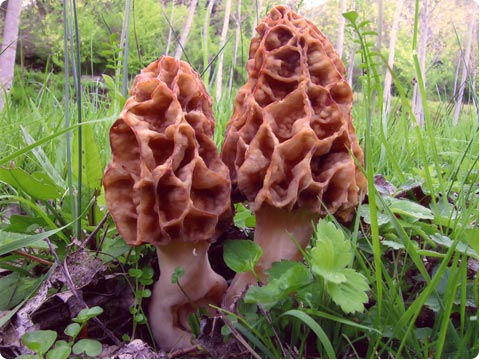 Grzybnia smardzy Morchella esculenta, ziarno 1 L - obrazek 3