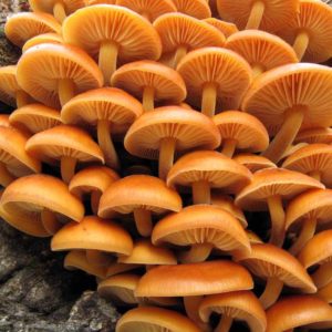 Zimówka aksamitnotrzonowa (Flammulina velutipes), kołki 20 szt.