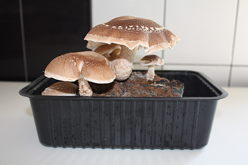 Shiitake twardziak jadalny — zestaw 3L EXOTIC GROW - obrazek 7