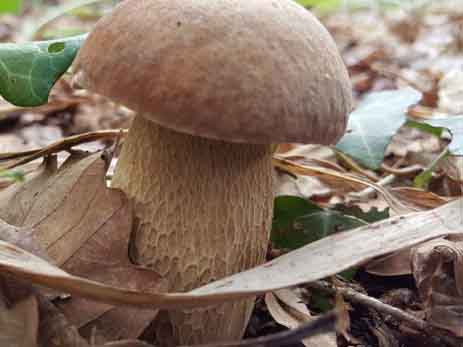 Borowik usiatkowany (Boletus reticulatus) grzybnia - obrazek 2