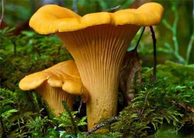 Kurka (Cantharellus cibarius) grzybnia mikoryzowa - obrazek 2