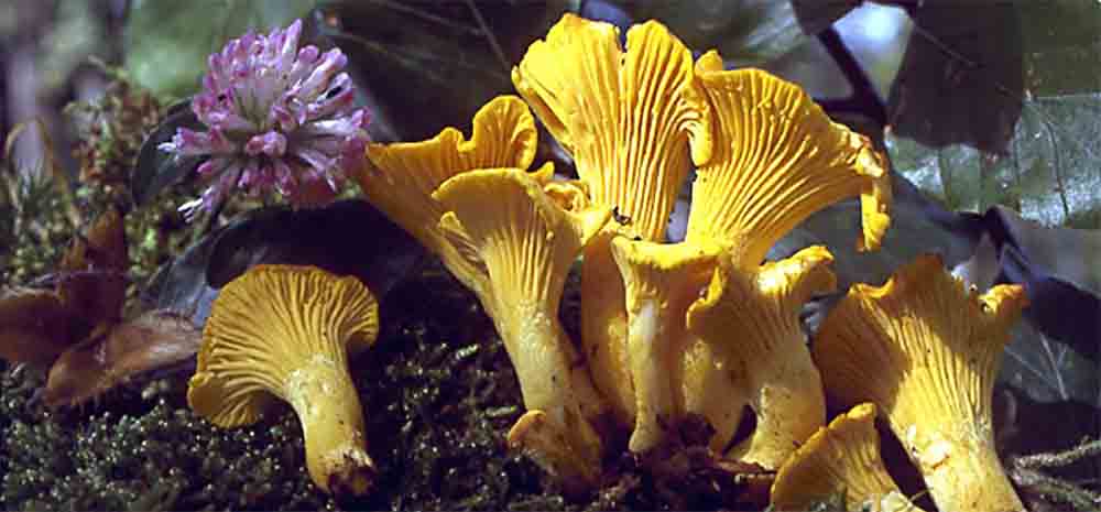 Kurka (Cantharellus cibarius) grzybnia mikoryzowa - obrazek 3