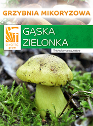Grzybnia mikoryzowa gąski zielonki Tricholoma equestre