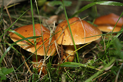 Maślak zwyczajny (Suillus luteus) grzybnia 100-150 g - obrazek 3