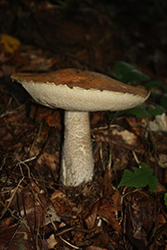 Grzybnia mikoryzowa koźlarza czerwonego 100–150 g - obrazek 2