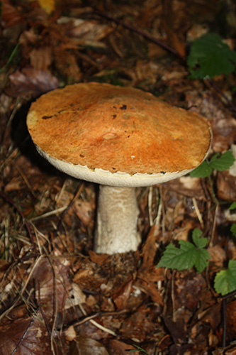 Grzybnia mikoryzowa koźlarza czerwonego 100–150 g - obrazek 3