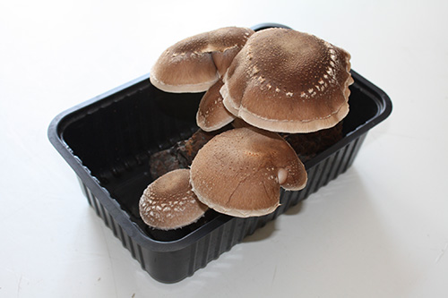 Pieczarka brązowa 3l i Shiitake 3l – zestaw dwóch podłoży z grzybnią - obrazek 4