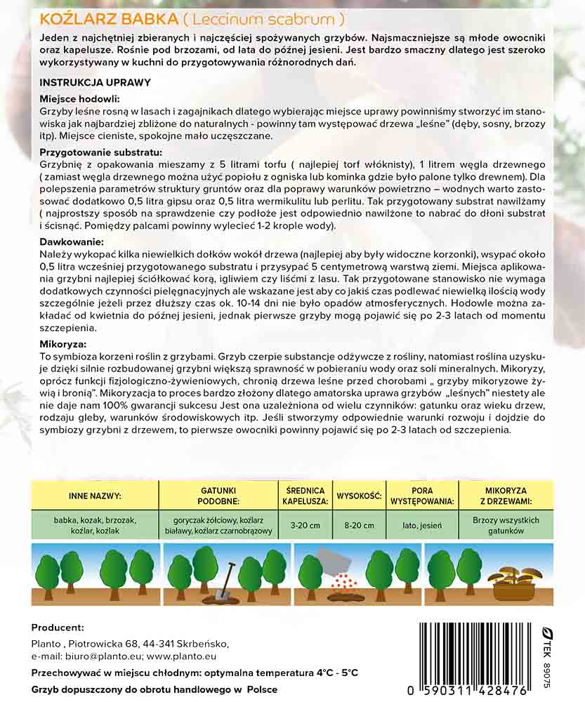 Koźlarz babka (Leccinum scabrum) grzybnia mikoryzowa - obrazek 6