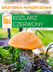 Grzybnia mikoryzowa koźlarza czerwonego 100–150 g
