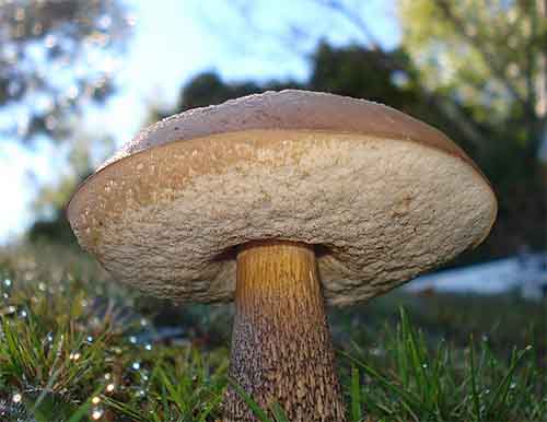 Koźlarz babka (Leccinum scabrum) grzybnia mikoryzowa - obrazek 3