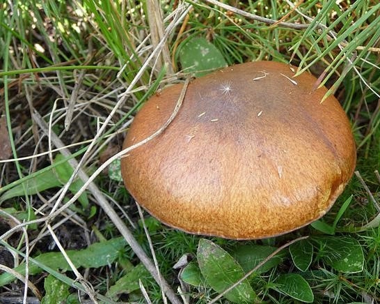 Maślak zwyczajny (Suillus luteus) grzybnia 100-150 g - obrazek 2