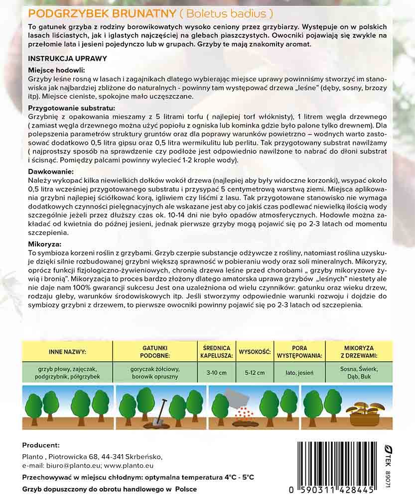 Podgrzybek brunatny (Boletus babidus) grzybnia - obrazek 5