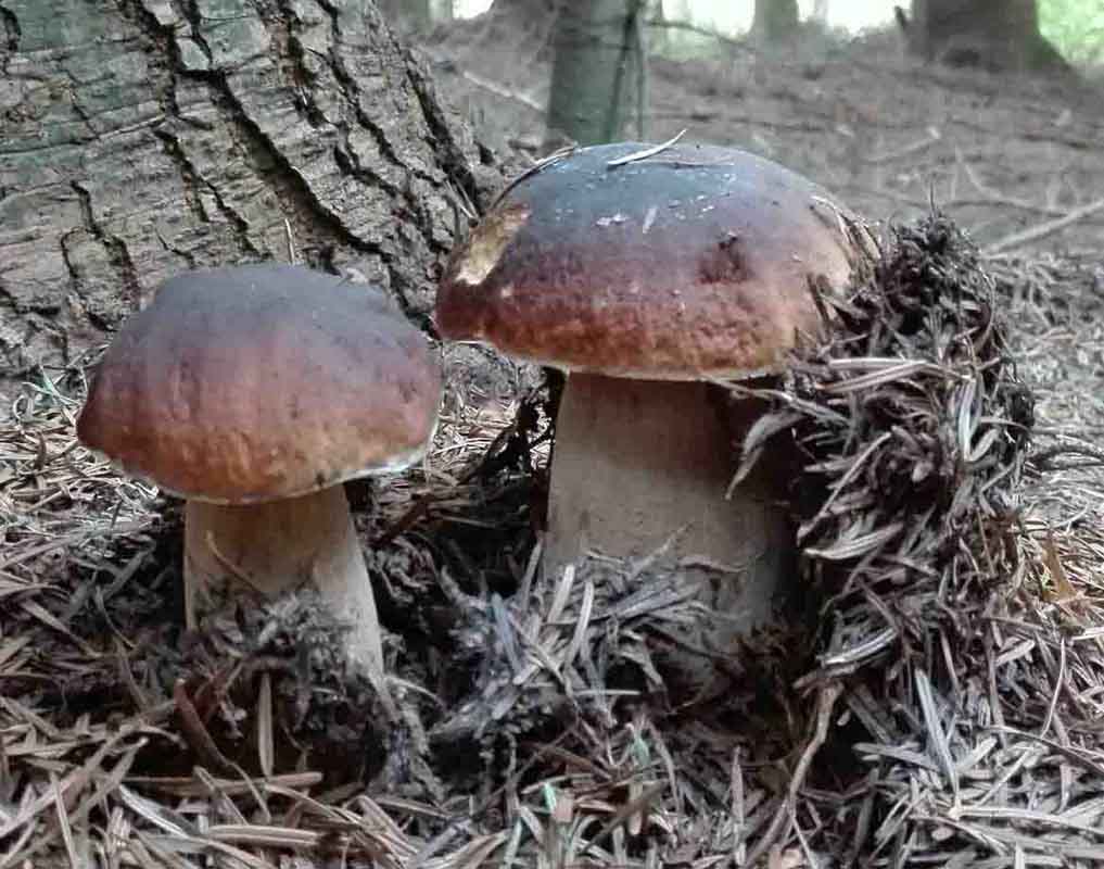 Borowik szlachetny Boletus edulis grzybnia mikoryzowa - obrazek 3