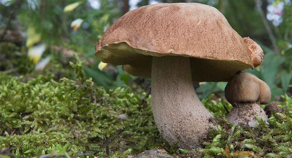 Borowik usiatkowany (Boletus reticulatus) grzybnia - obrazek 5