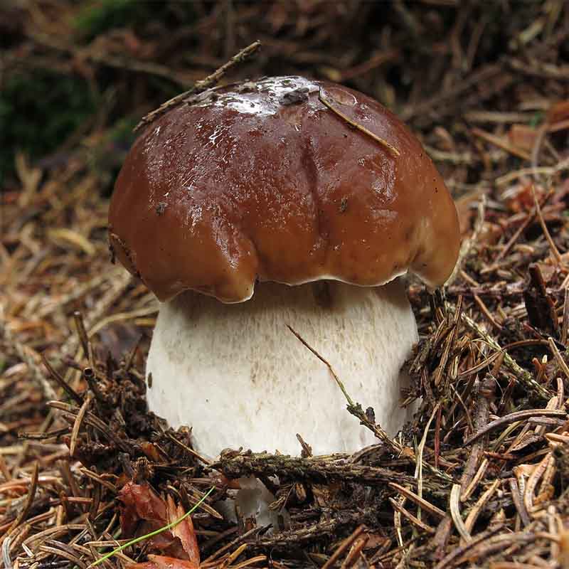 Borowik szlachetny Boletus edulis grzybnia mikoryzowa - obrazek 4