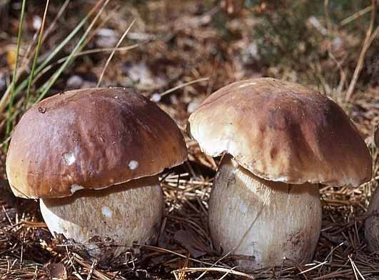 Borowik szlachetny Boletus edulis grzybnia mikoryzowa - obrazek 5
