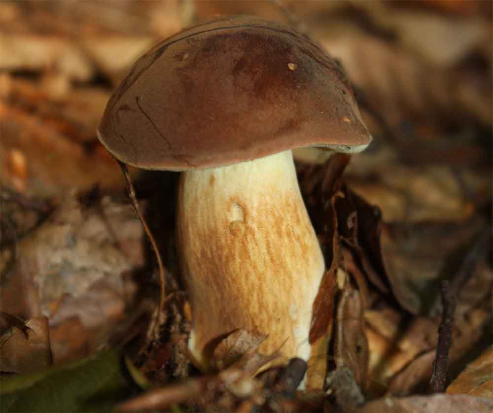 Podgrzybek brunatny (Boletus babidus) grzybnia - obrazek 3