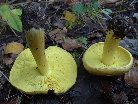 Grzybnia mikoryzowa gąski zielonki Tricholoma equestre - obrazek 3