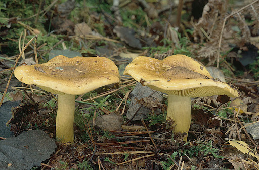 Grzybnia mikoryzowa gąski zielonki Tricholoma equestre - obrazek 2